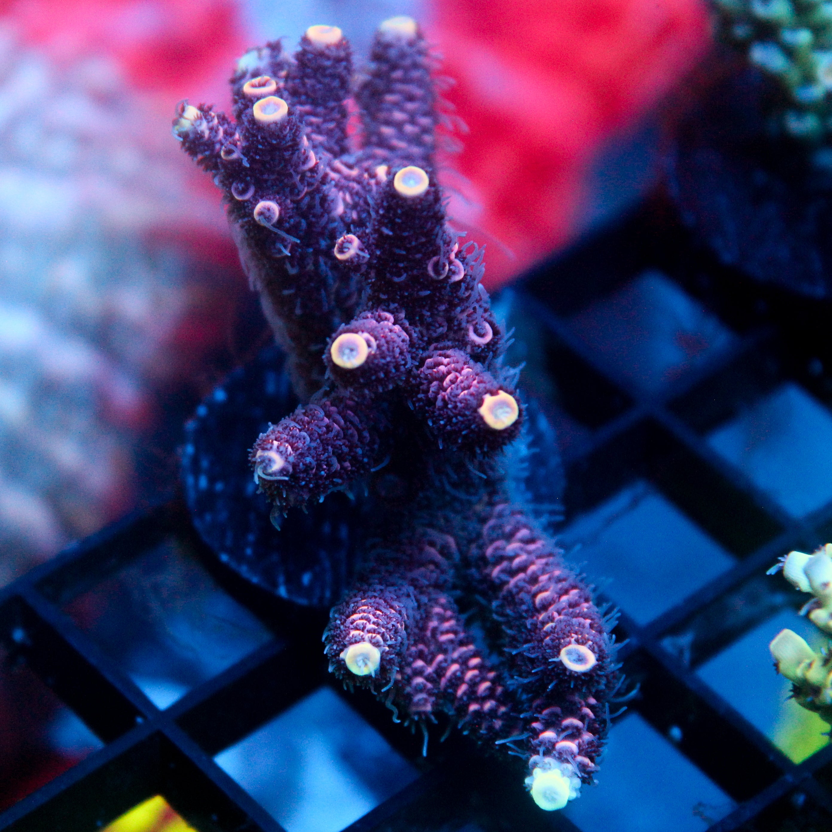 JC Hyacinth Acro