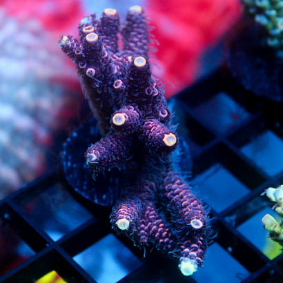JC Hyacinth Acro