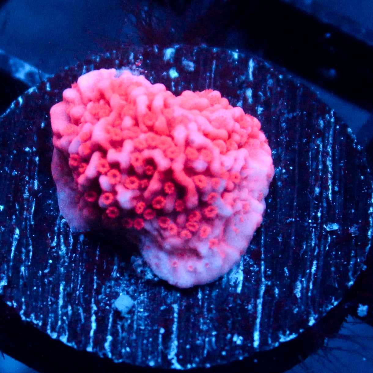 JC Pink Wave Monti