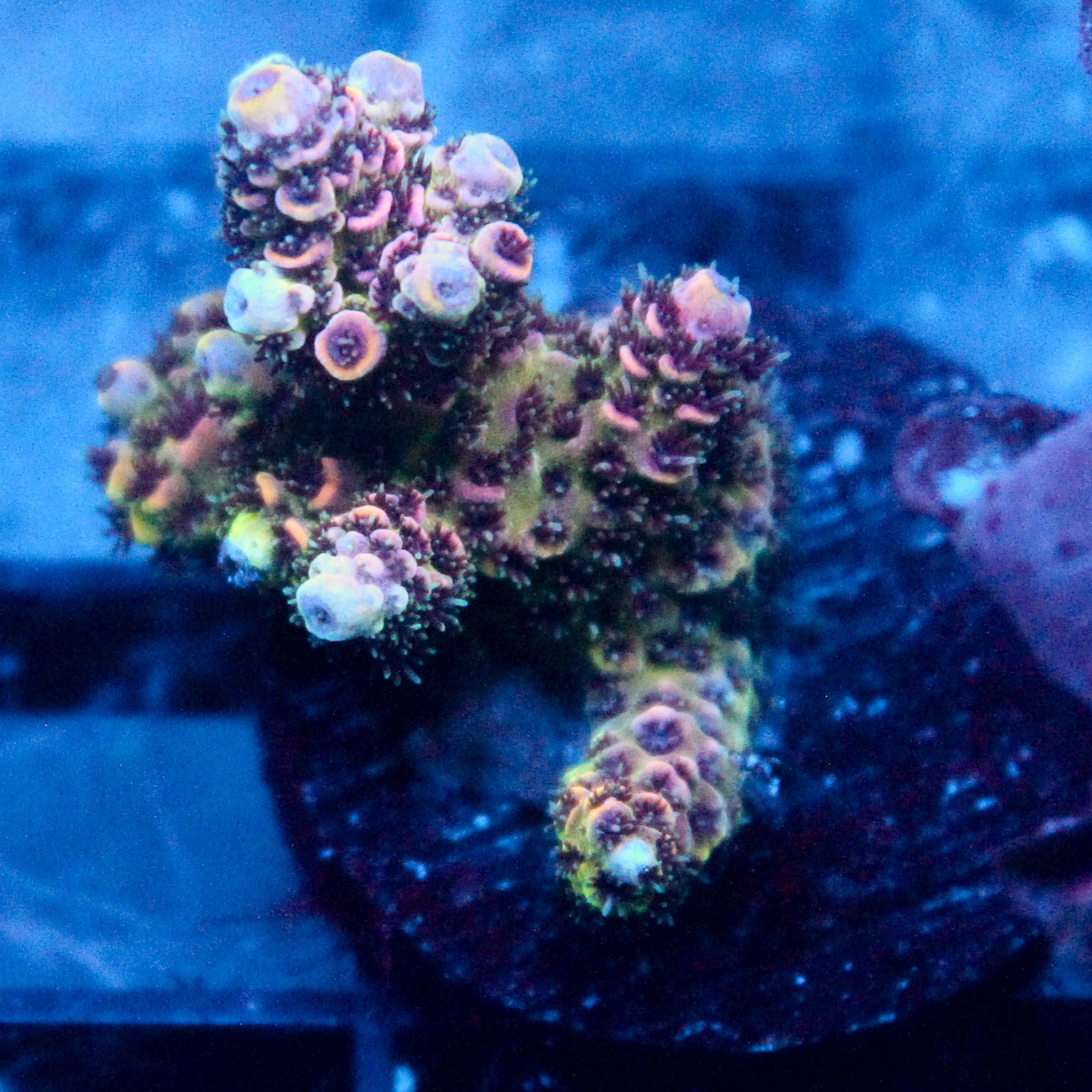 JC Pink Trees Acro