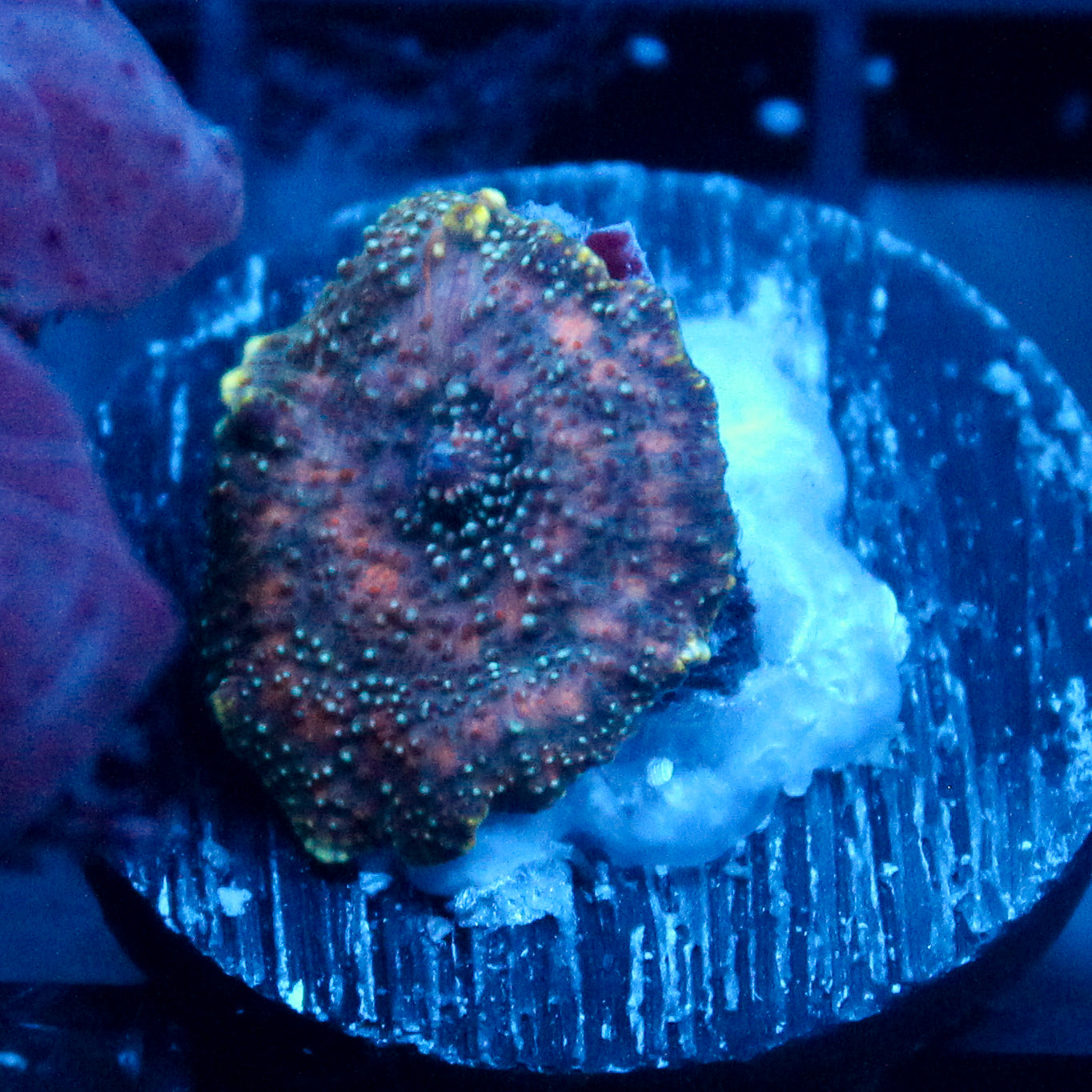 JC Dark Verth Discosoma