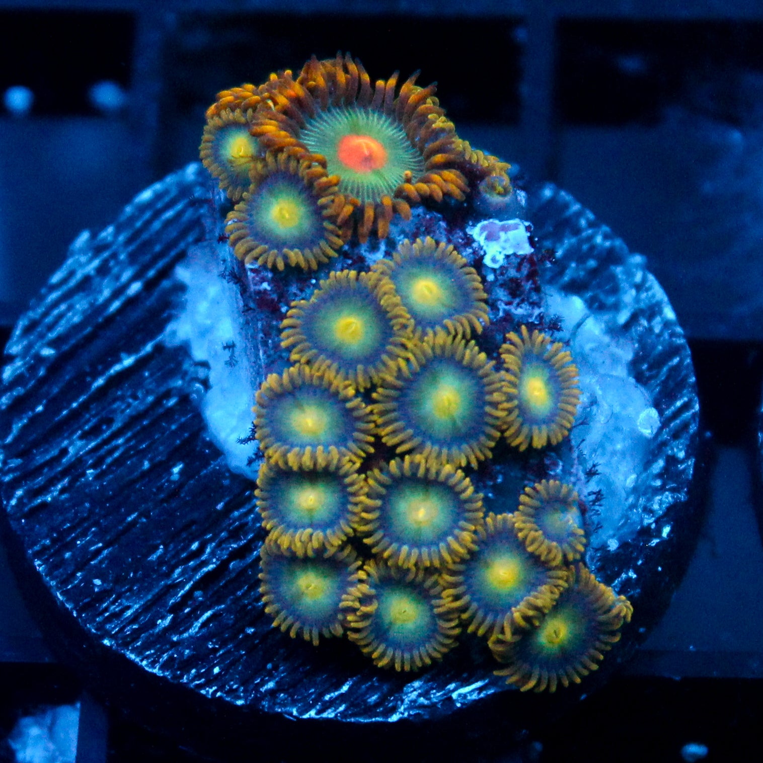 JC Saturn Zoanthid