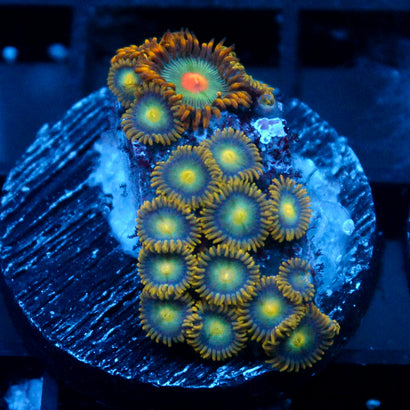 JC Saturn Zoanthid