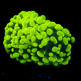JC Flubber Framner