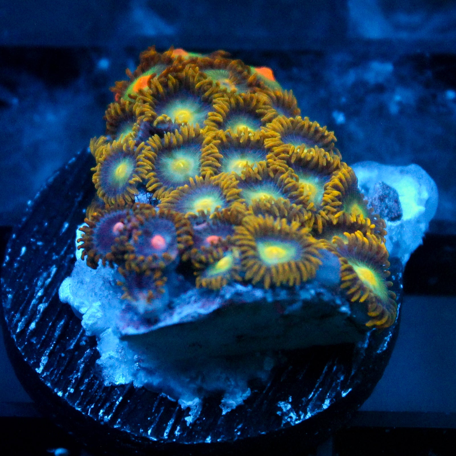 JC Saturn Zoanthid mix