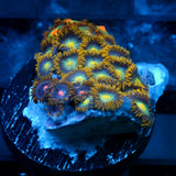 JC Saturn Zoanthid mix