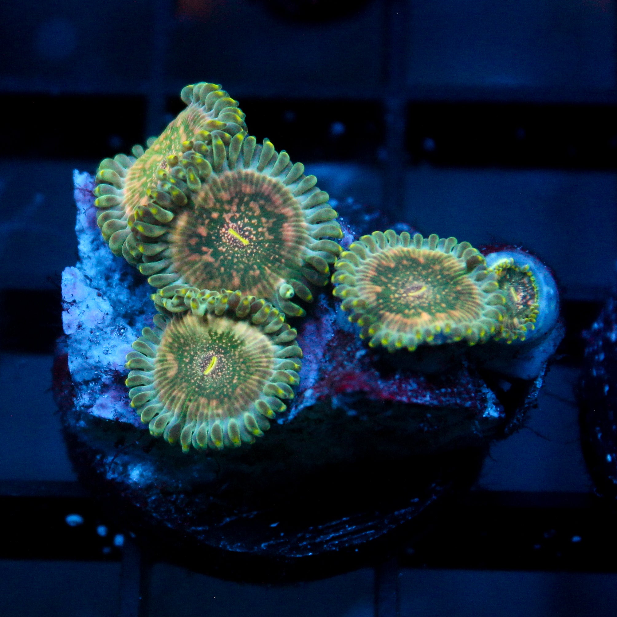 JC Hawaiian Ding Dang Zoanthid
