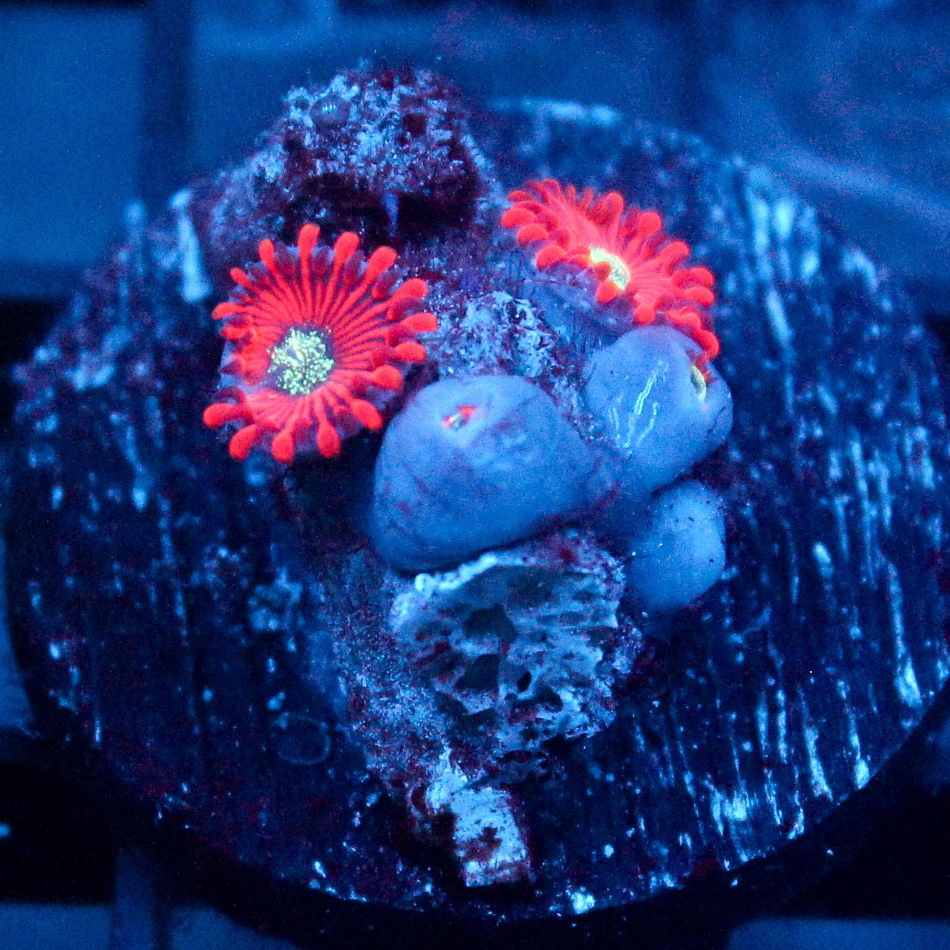 JC Magician's Zoanthid