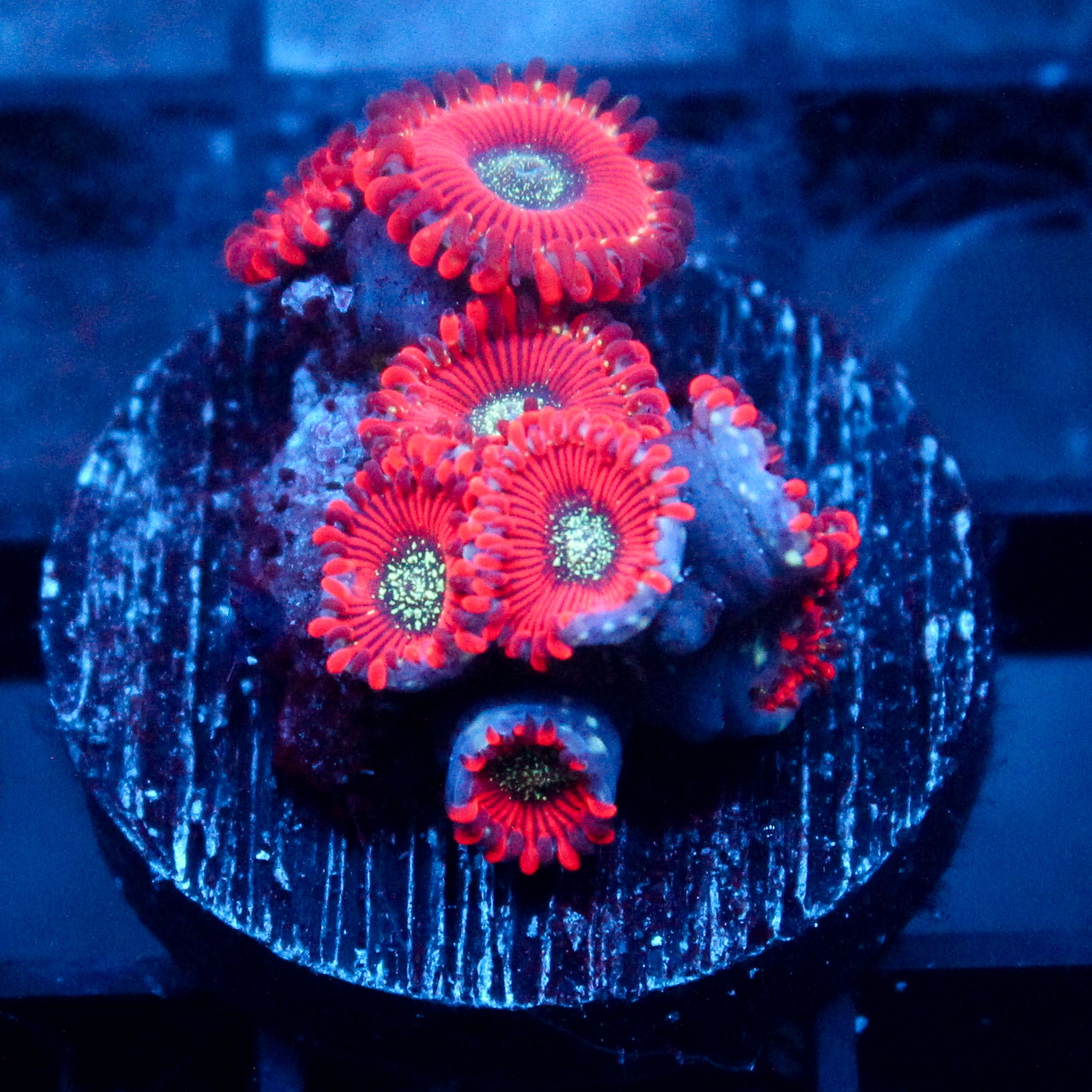 JC Magician's Zoanthid