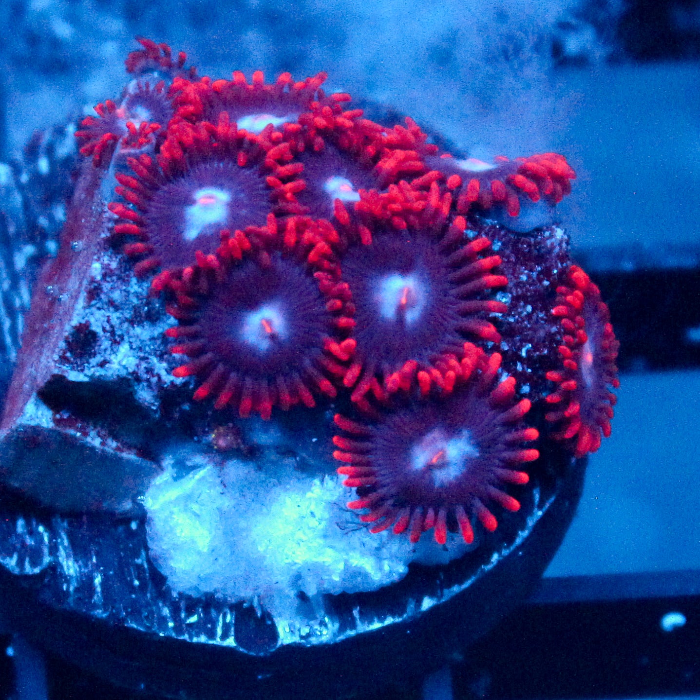 JC Edge of Reality Zoanthid
