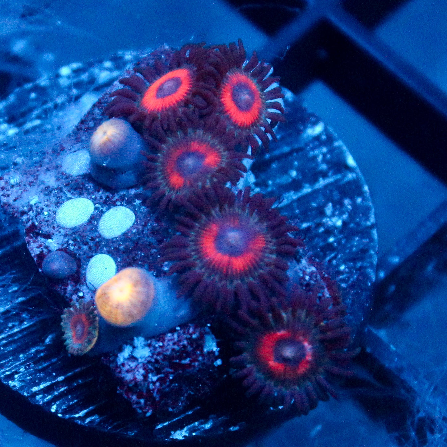 JC Zoa Garden Seed
