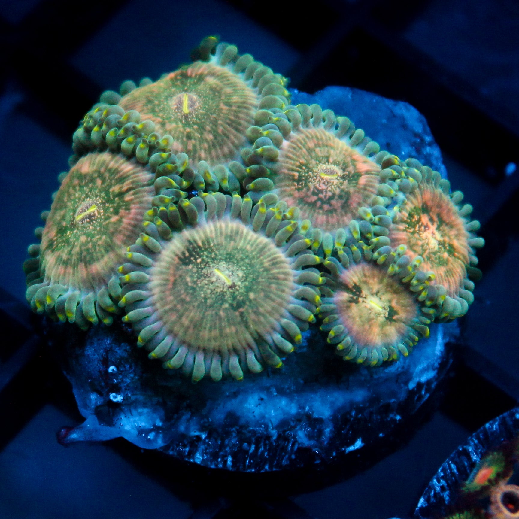 JC Hawaiian Ding Dang Zoanthid