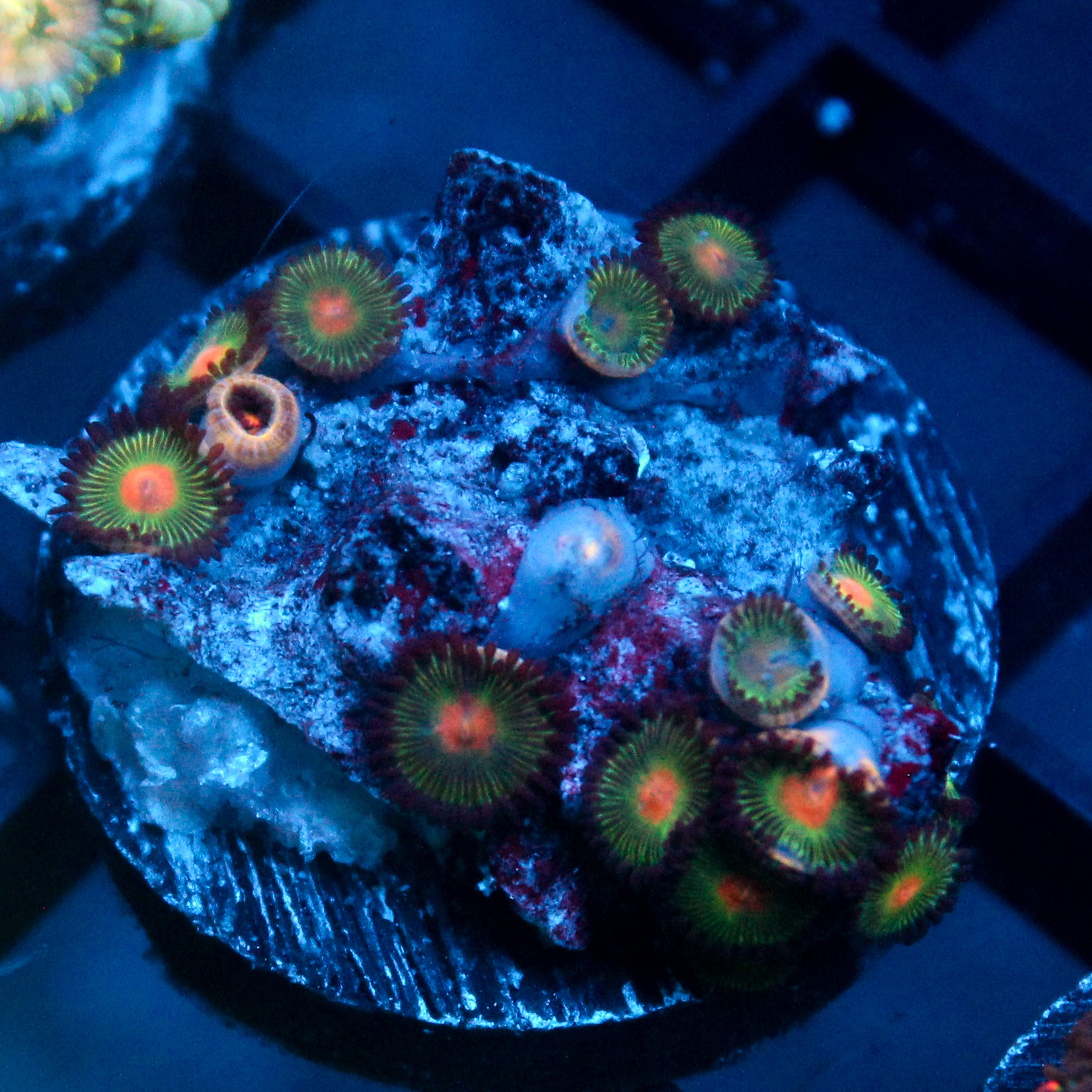 JC Alien Blood Zoanthid