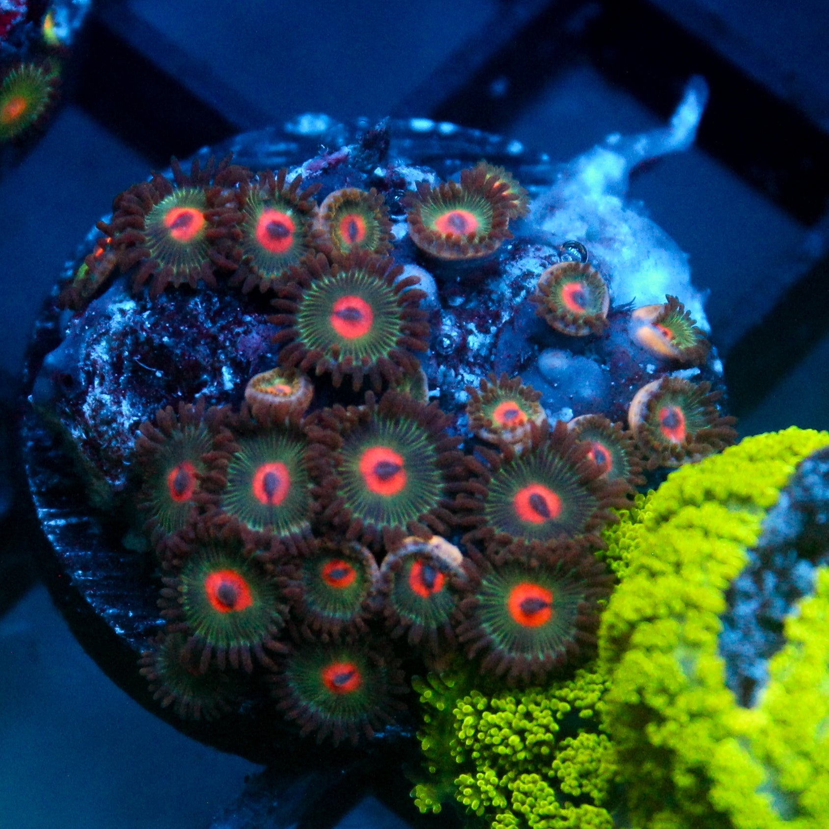 JC Alien Blood Zoanthid