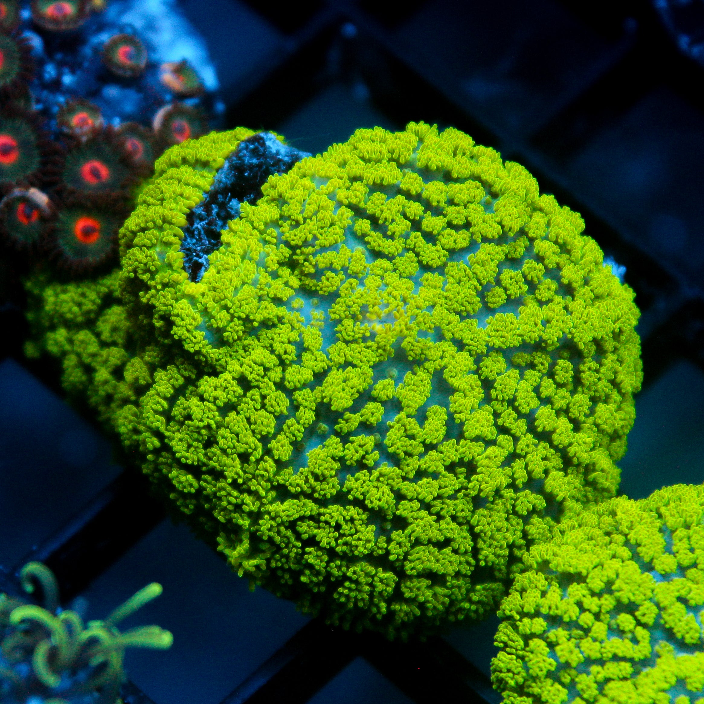 JC Neon Green Rhodactis