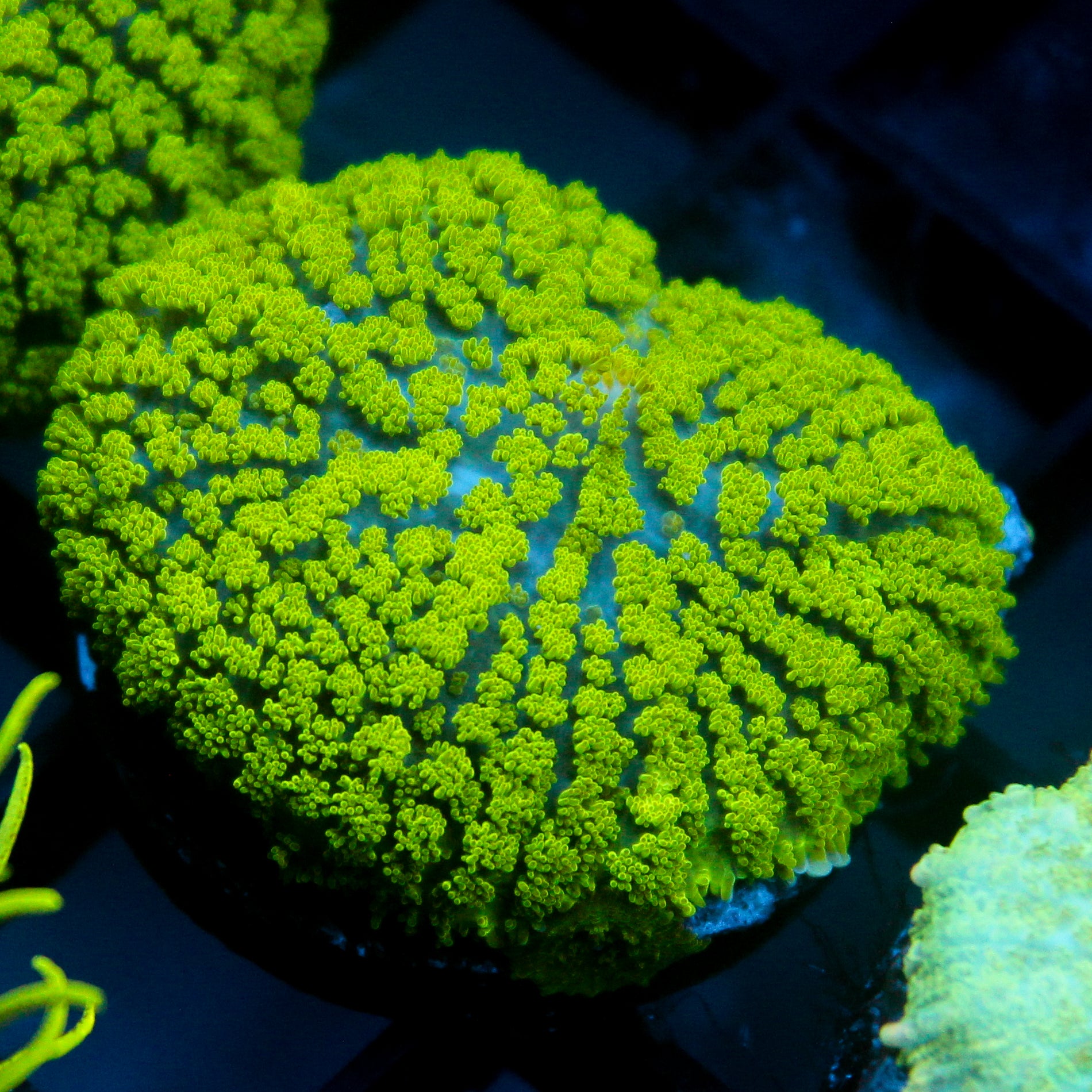 JC Neon Green Rhodactis