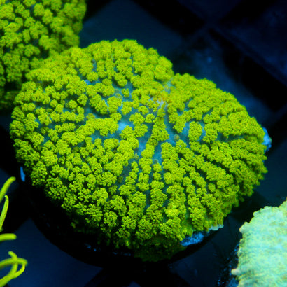 JC Neon Green Rhodactis