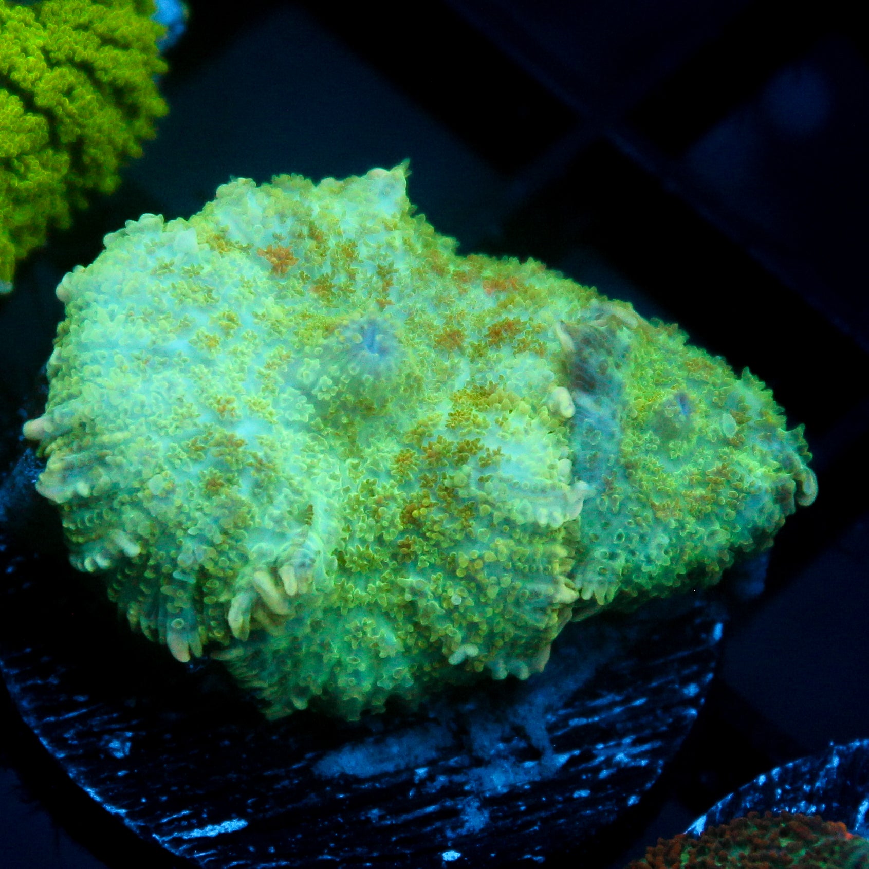 JC Lush Mesa Biome Rhodactis