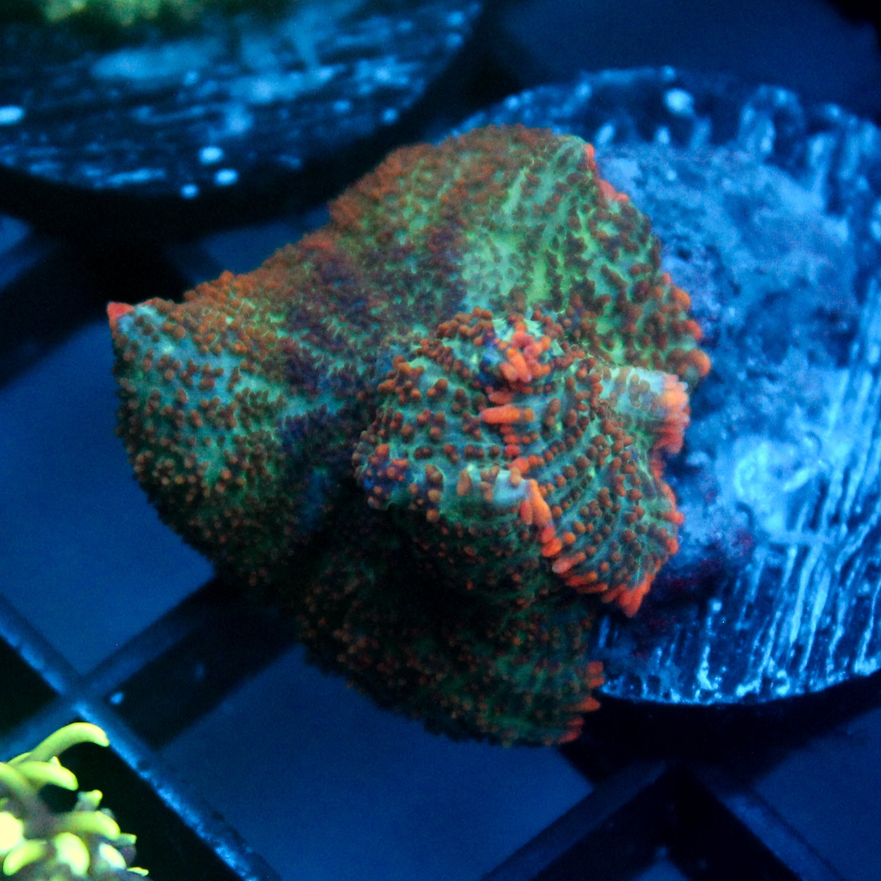 JC Cuprum Calamity Rhodactis