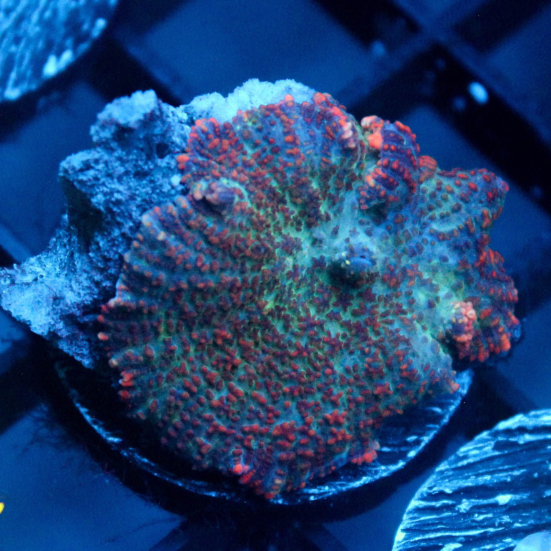JC Cuprum Calamity Rhodactis