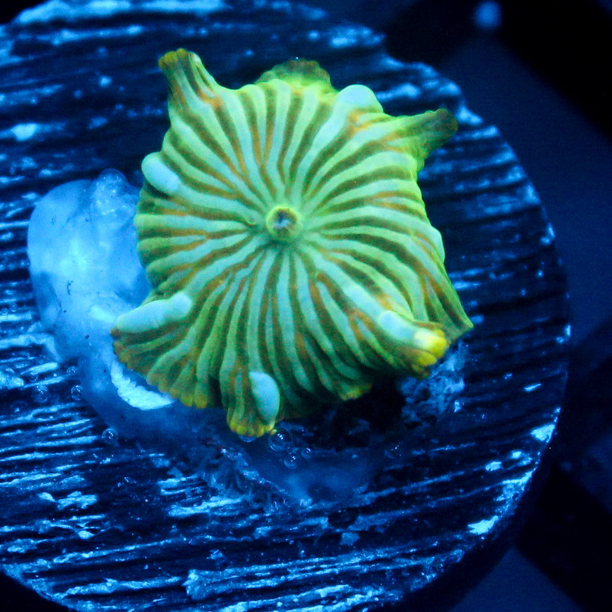 JC Blue Streak Watermelon Rind Discosoma