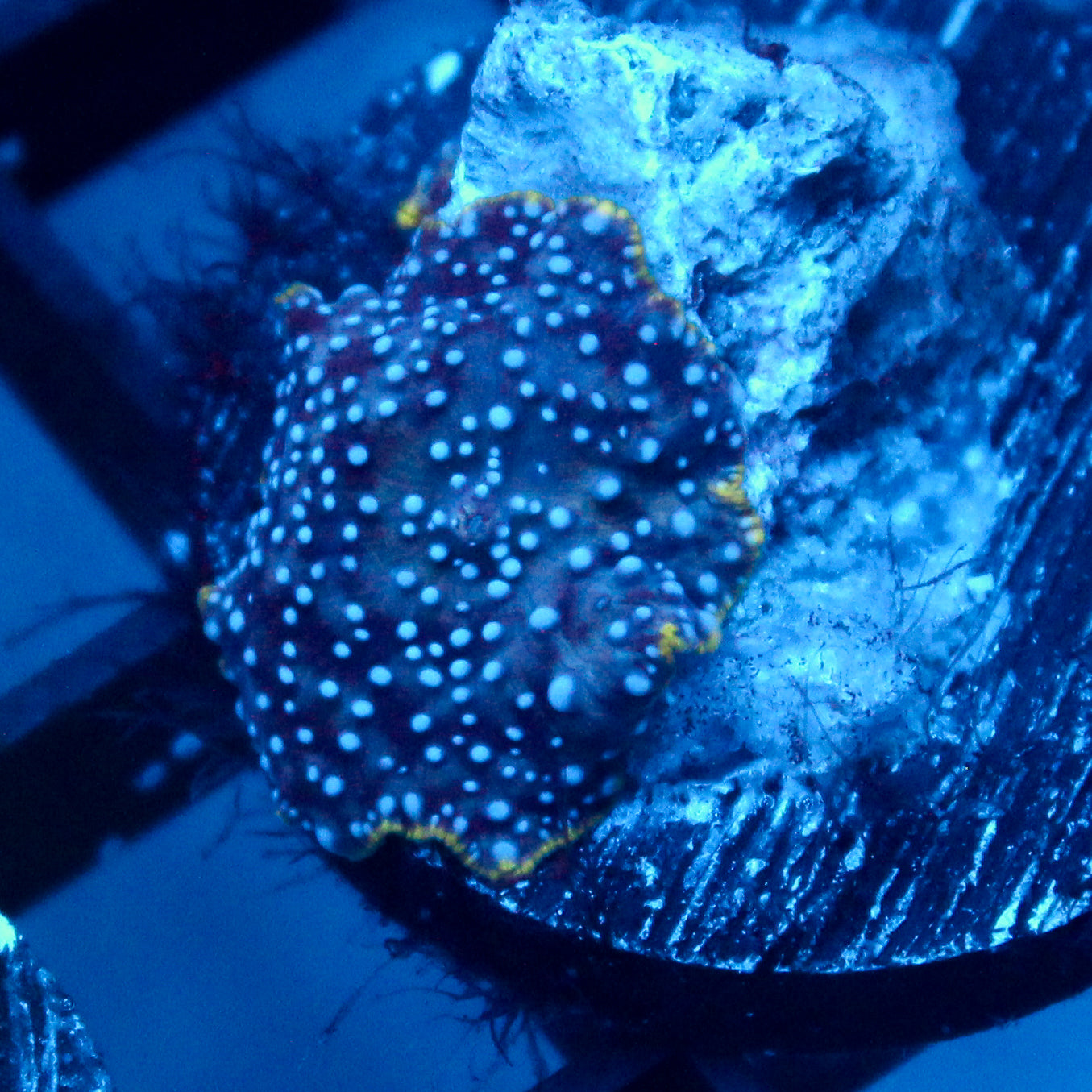 JC Blue dots Discosoma