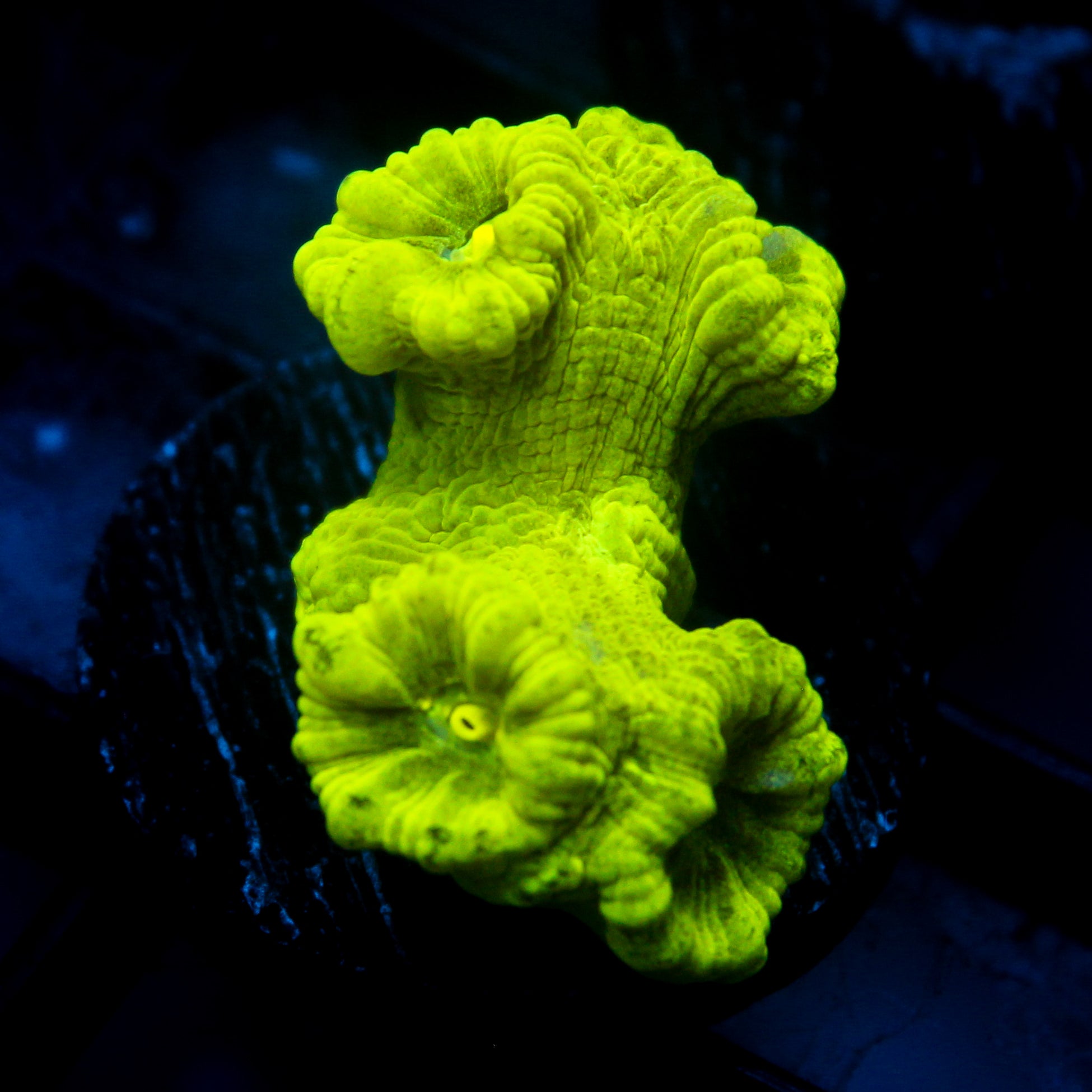 JC Neon Green Trumpet Coral
