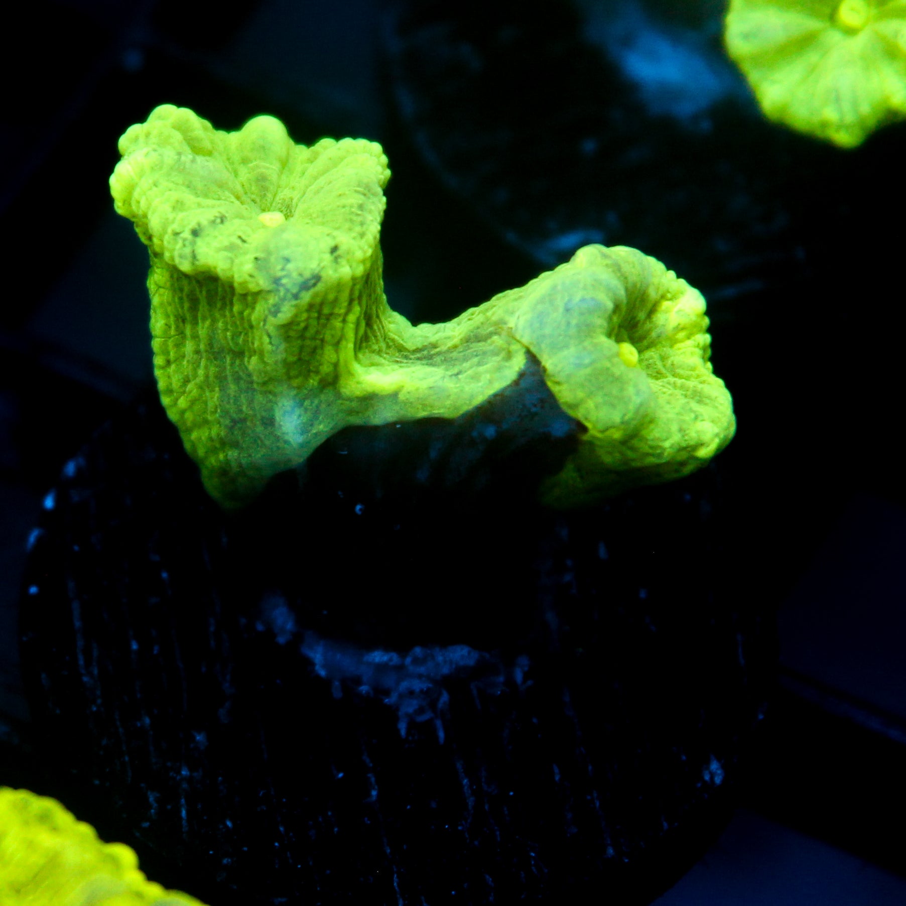 JC Neon Trumpet Coral