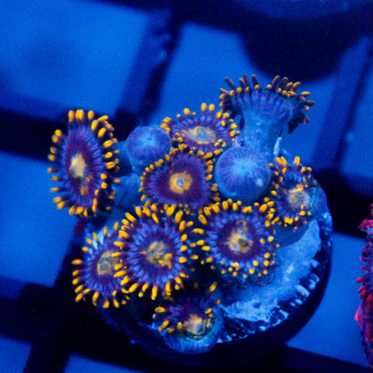 JC Gold Seam Zoanthid
