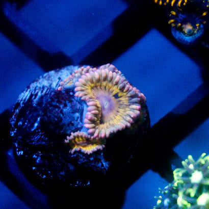 Stratocaster Zoanthid