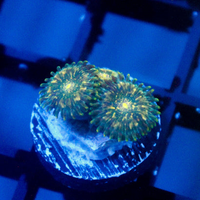 JC Utter Blue Razz Zoanthid