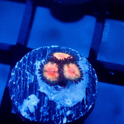 JC Peach Bellini Zoanthid