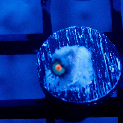 JC Blue Aliens Blood Zoanthid