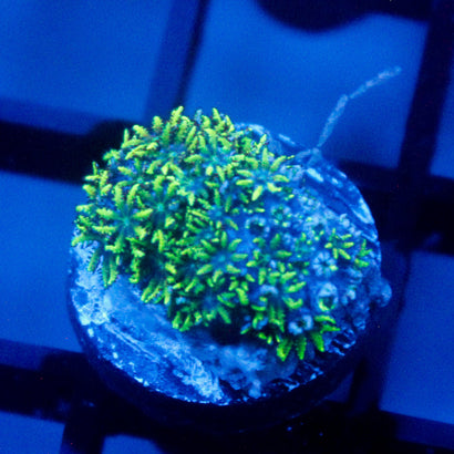 Sympodium Coral Frag