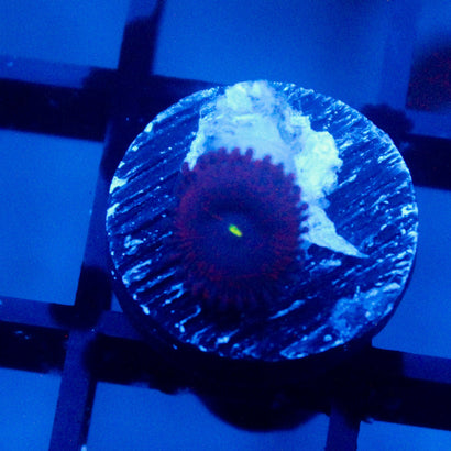 JC Purple People Eater Zoanthid