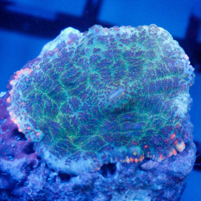JC Toxic Blood Mushroom