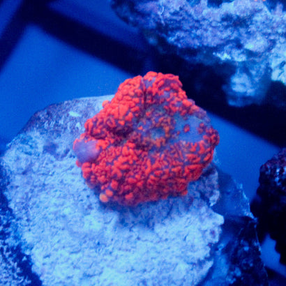 JC Red Rise Rhodactis Mushroom