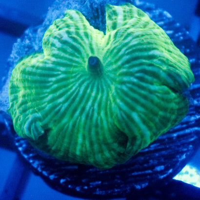 JC Watermelon Ring Mushroom