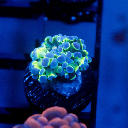 JC Blue Lagoon Hammer