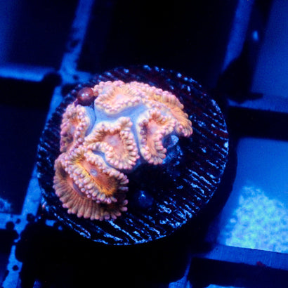 JC Blue Seam Cluster Zoanthid