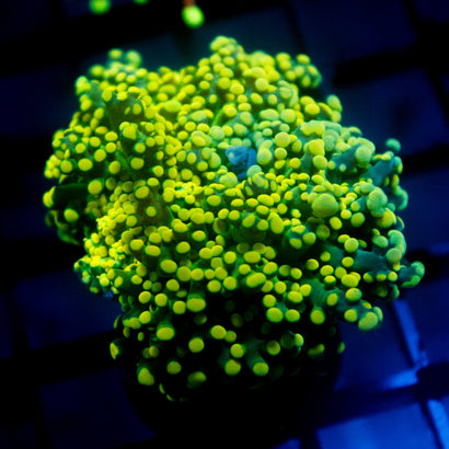 JC Green Tip Octo