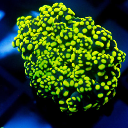 JC Shocking Neon Octo