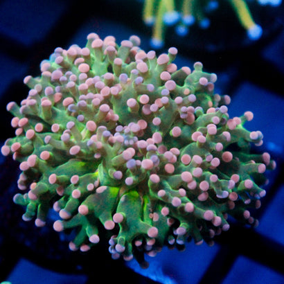 JC Cotton Candy Octo