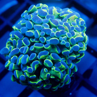 JC Caribbean Dream Hammer