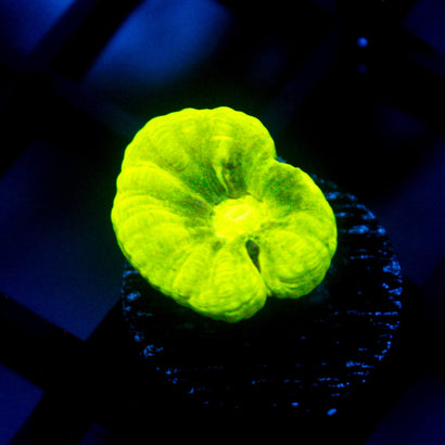 JC Trumpet Coral