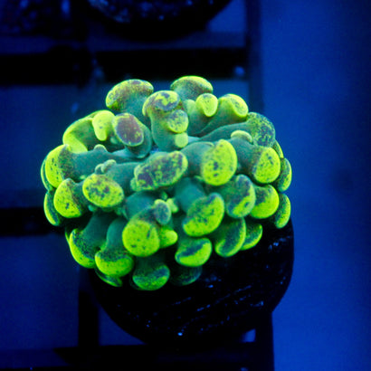 JC Ultra Splatter Hammer