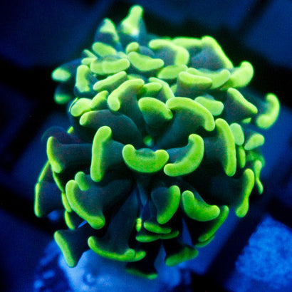 JC Lime Green Hammer