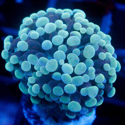 JC Bicolor Teal Hammer