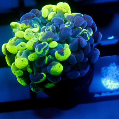 JC Bicolor Splatter Hammer