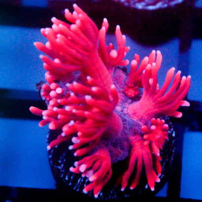 JC Red Dragon Goni
